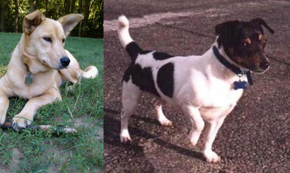 Teddy Roosevelt Terrier vs Carolina Dog - Breed Comparison