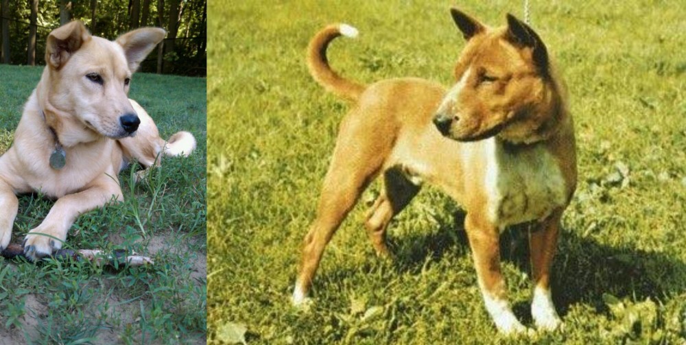 Telomian vs Carolina Dog - Breed Comparison