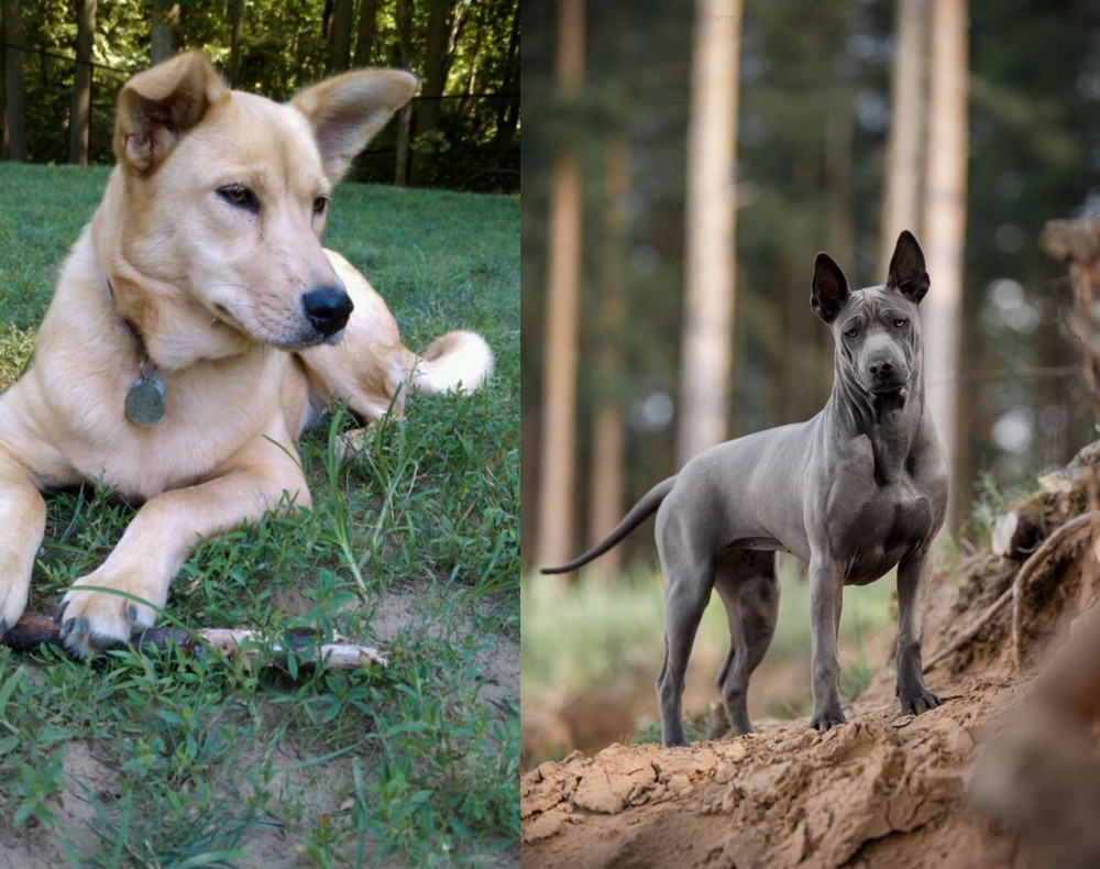 Thai Ridgeback vs Carolina Dog - Breed Comparison
