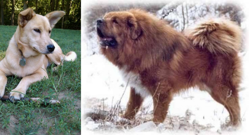 Tibetan Kyi Apso vs Carolina Dog - Breed Comparison