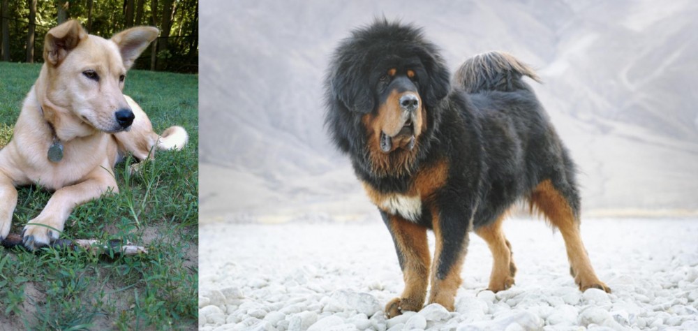 Tibetan Mastiff vs Carolina Dog - Breed Comparison