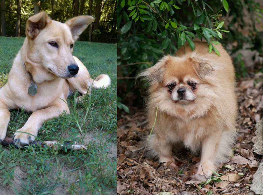 Tibetan Spaniel vs Carolina Dog - Breed Comparison