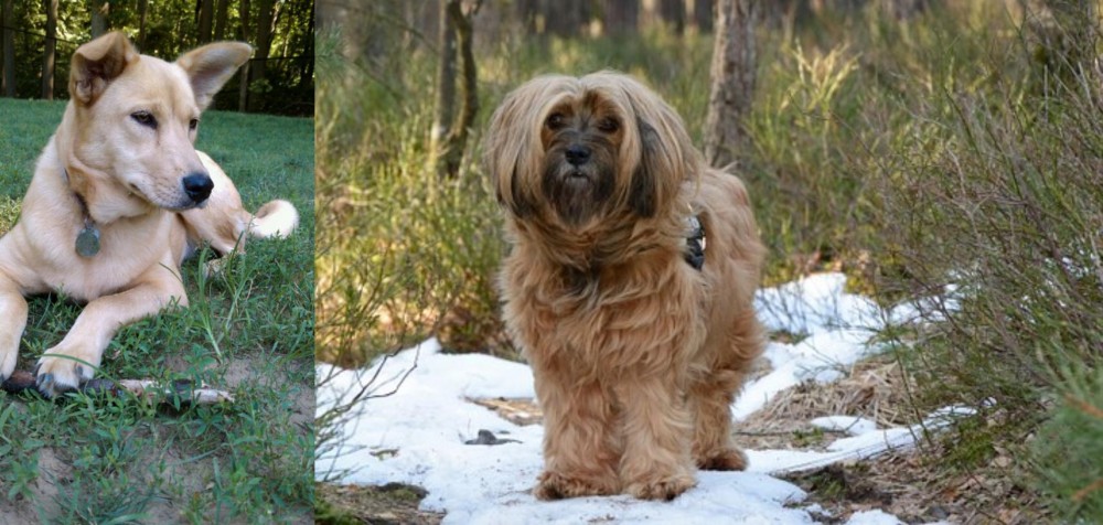 Tibetan Terrier vs Carolina Dog - Breed Comparison