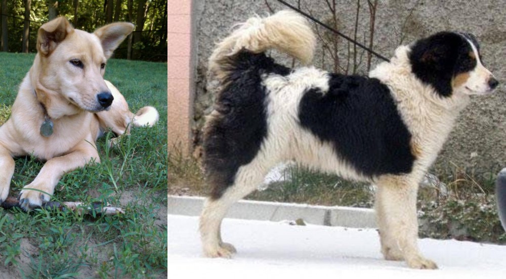 Tornjak vs Carolina Dog - Breed Comparison