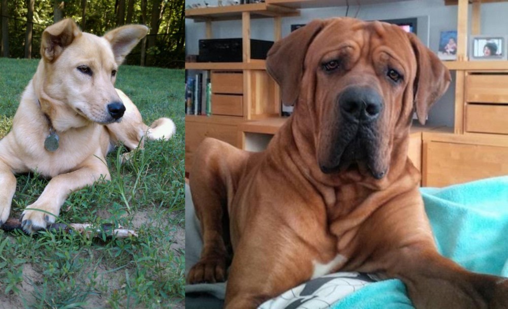 Tosa vs Carolina Dog - Breed Comparison