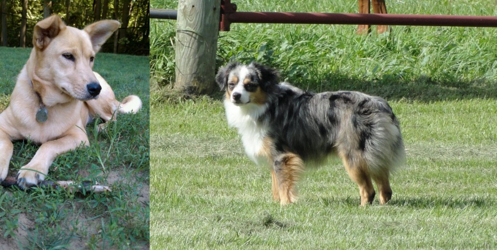Toy Australian Shepherd vs Carolina Dog - Breed Comparison