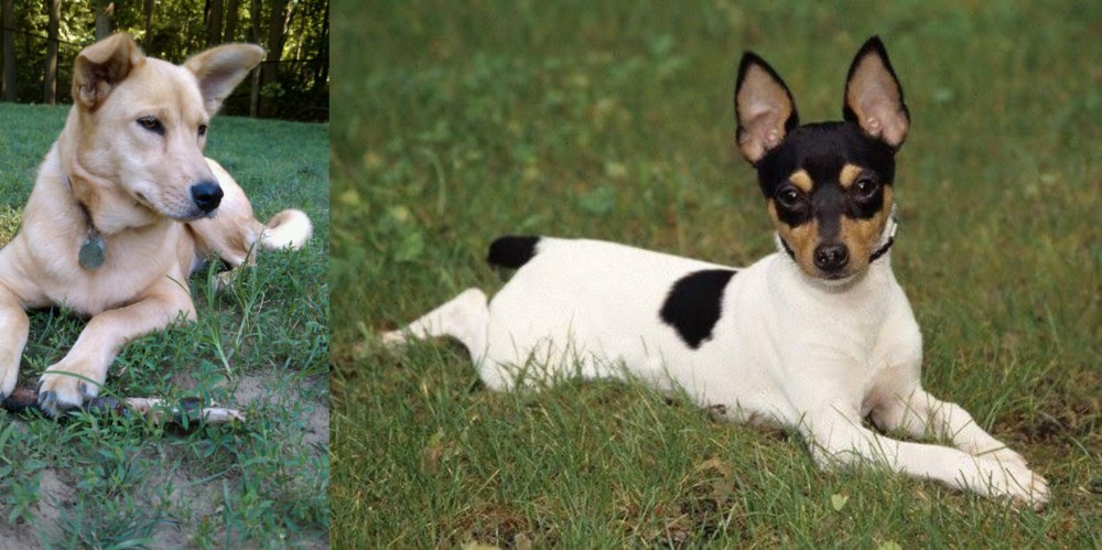 Toy Fox Terrier vs Carolina Dog - Breed Comparison