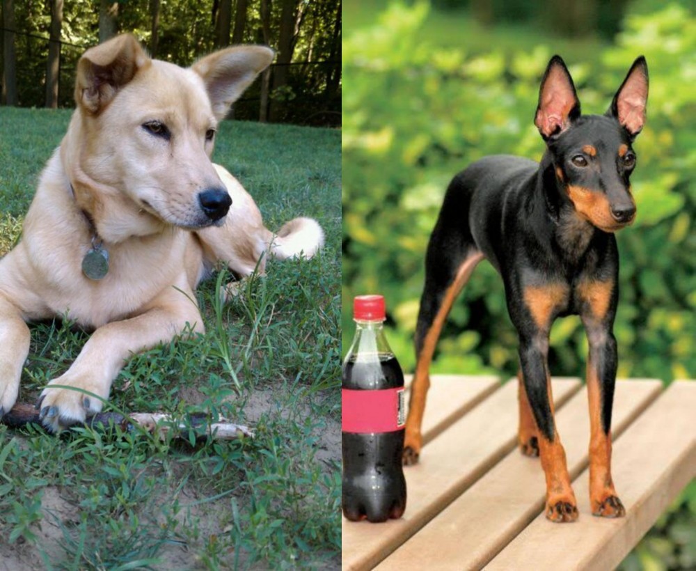 Toy Manchester Terrier vs Carolina Dog - Breed Comparison