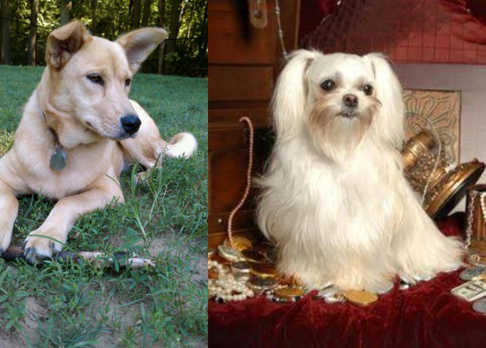 Toy Mi-Ki vs Carolina Dog - Breed Comparison