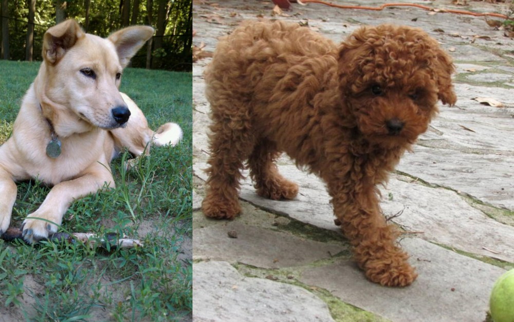 Toy Poodle vs Carolina Dog - Breed Comparison