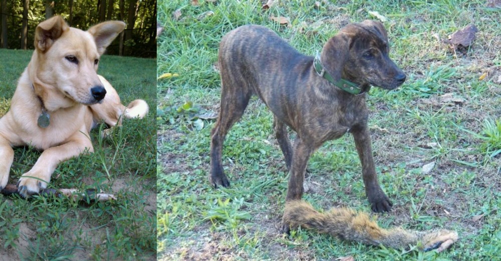 Treeing Cur vs Carolina Dog - Breed Comparison