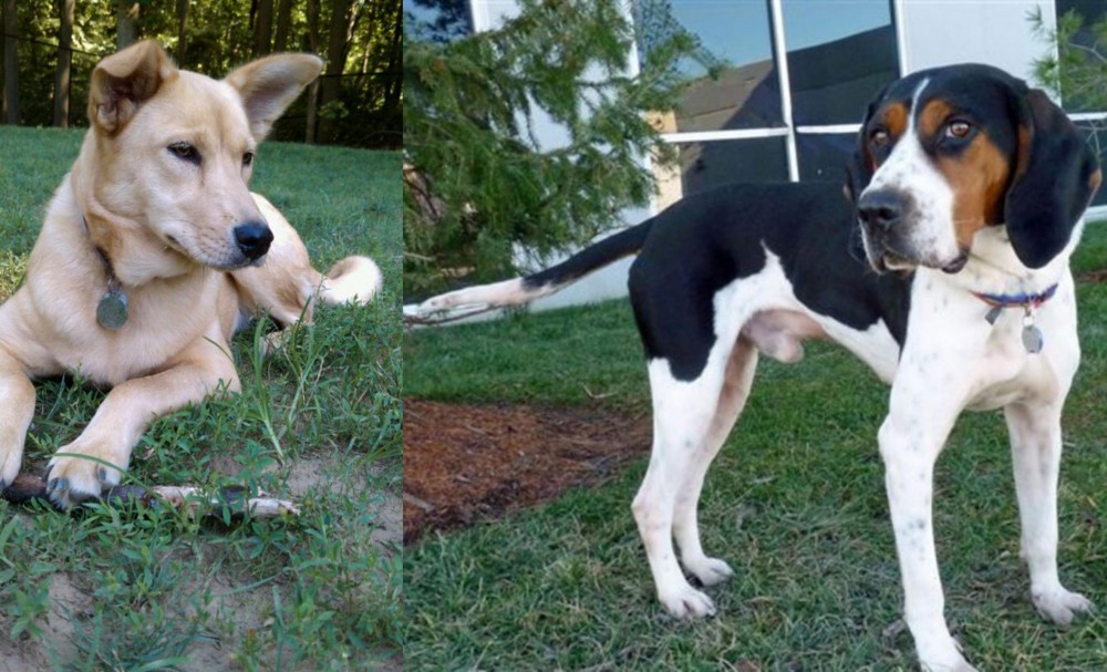 Treeing Walker Coonhound vs Carolina Dog - Breed Comparison