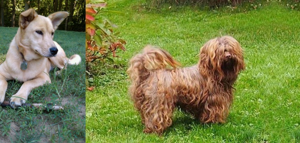 Tsvetnaya Bolonka vs Carolina Dog - Breed Comparison