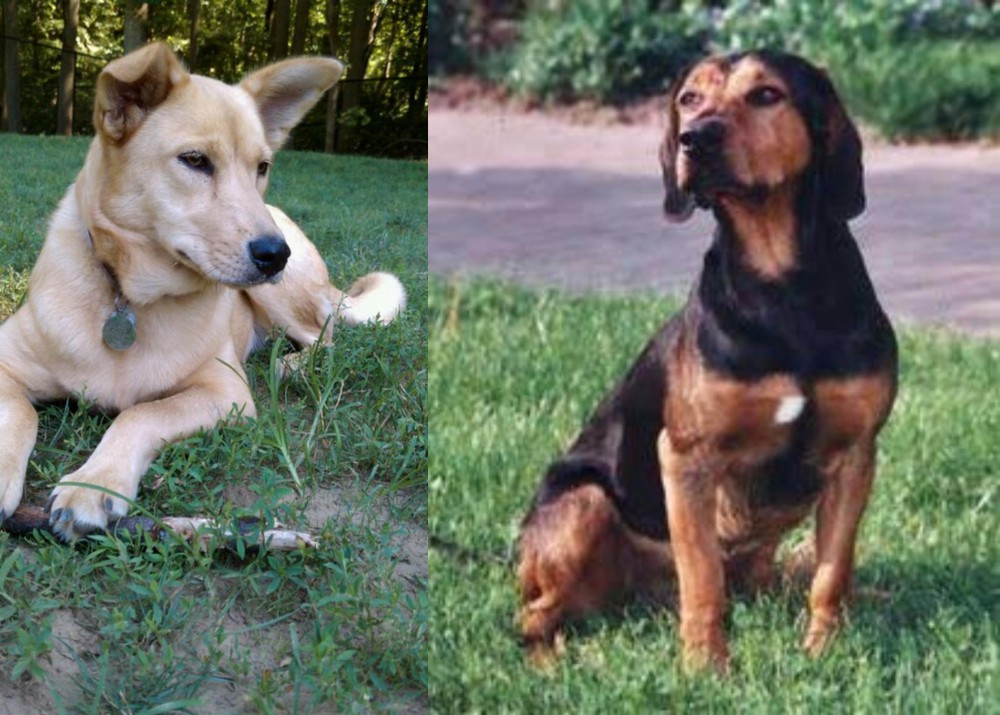 Tyrolean Hound vs Carolina Dog - Breed Comparison