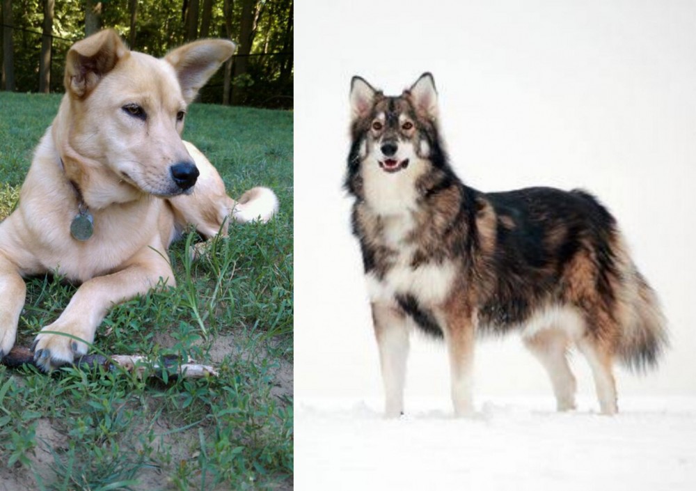 Utonagan vs Carolina Dog - Breed Comparison