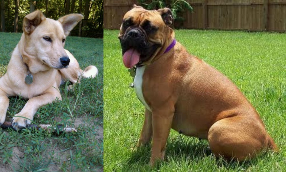 Valley Bulldog vs Carolina Dog - Breed Comparison