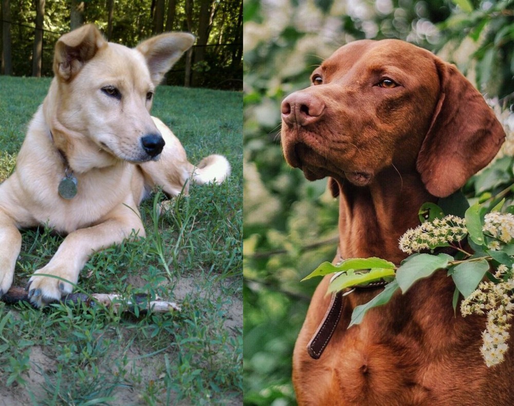 Vizsla vs Carolina Dog - Breed Comparison