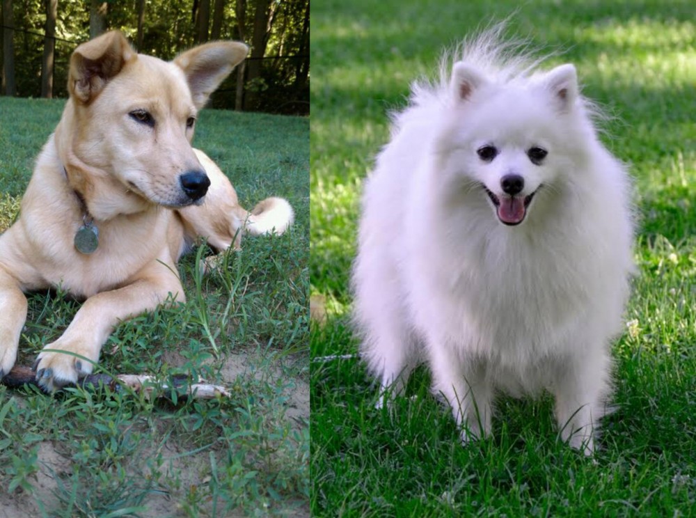 Volpino Italiano vs Carolina Dog - Breed Comparison