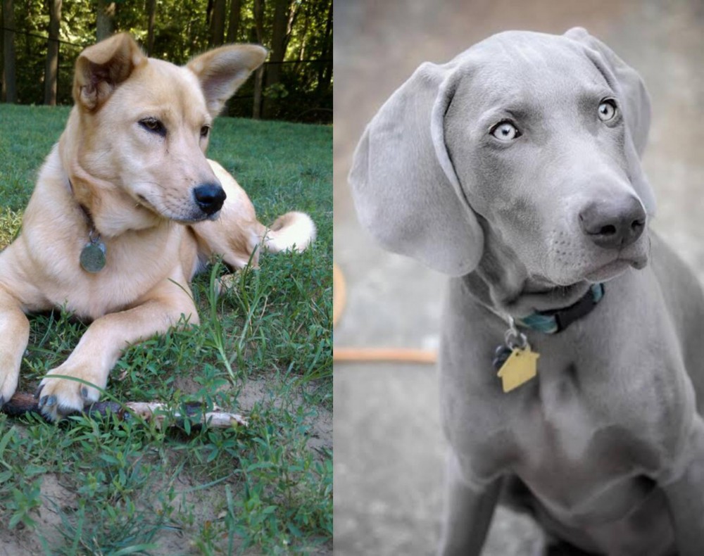 Weimaraner vs Carolina Dog - Breed Comparison