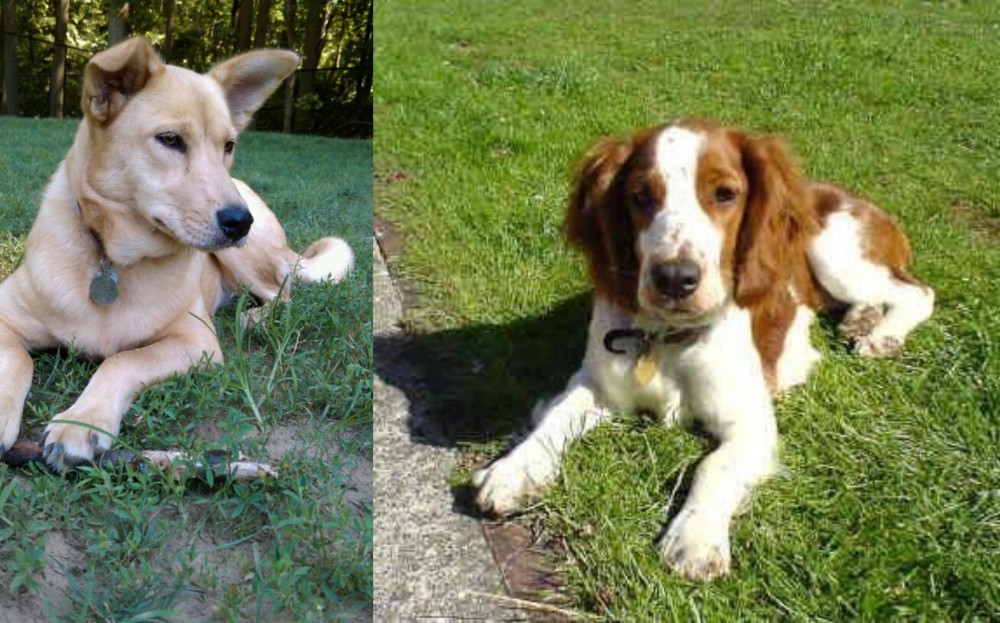 Welsh Springer Spaniel vs Carolina Dog - Breed Comparison