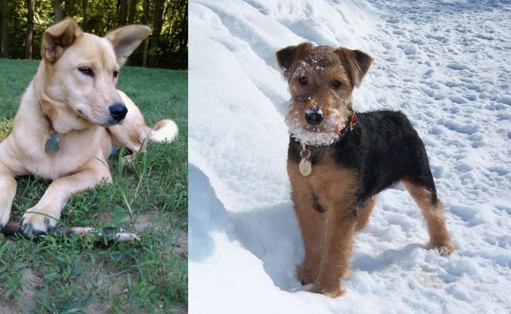 Welsh Terrier vs Carolina Dog - Breed Comparison
