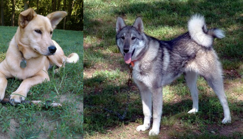 West Siberian Laika vs Carolina Dog - Breed Comparison