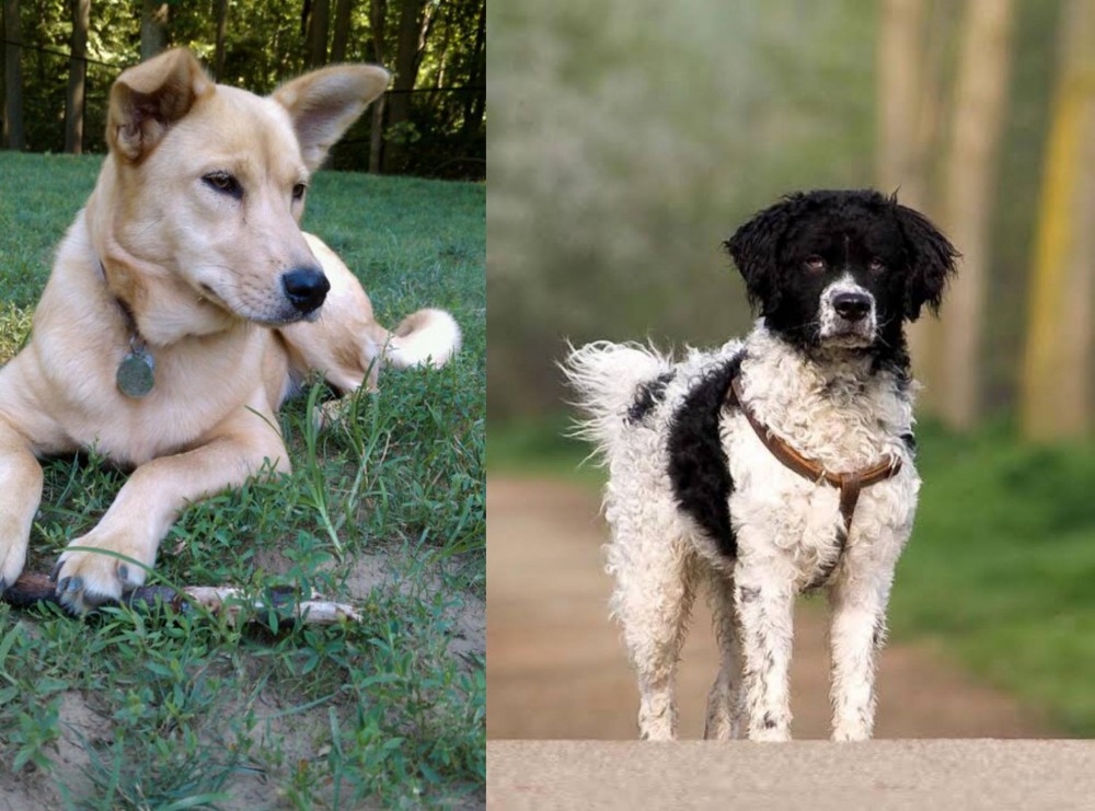Wetterhoun vs Carolina Dog - Breed Comparison