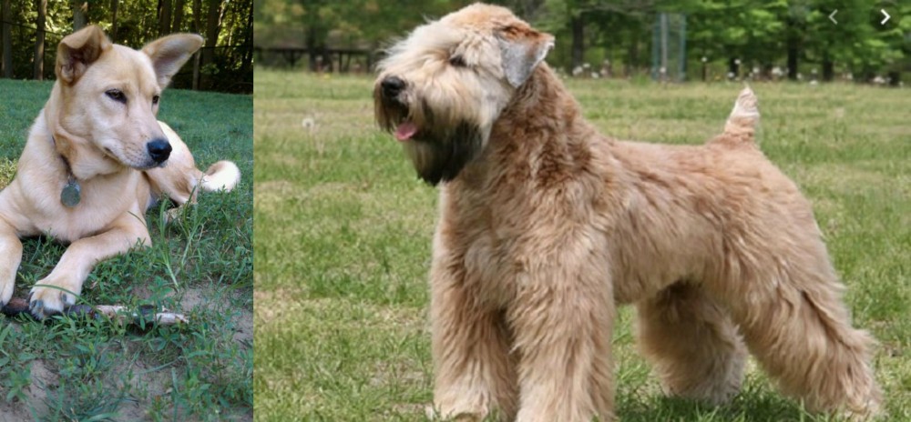 Wheaten Terrier vs Carolina Dog - Breed Comparison