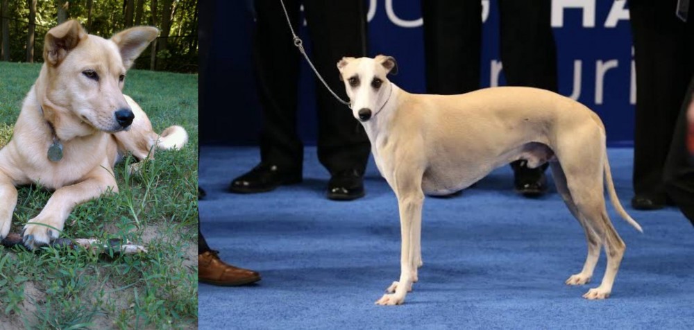 Whippet vs Carolina Dog - Breed Comparison