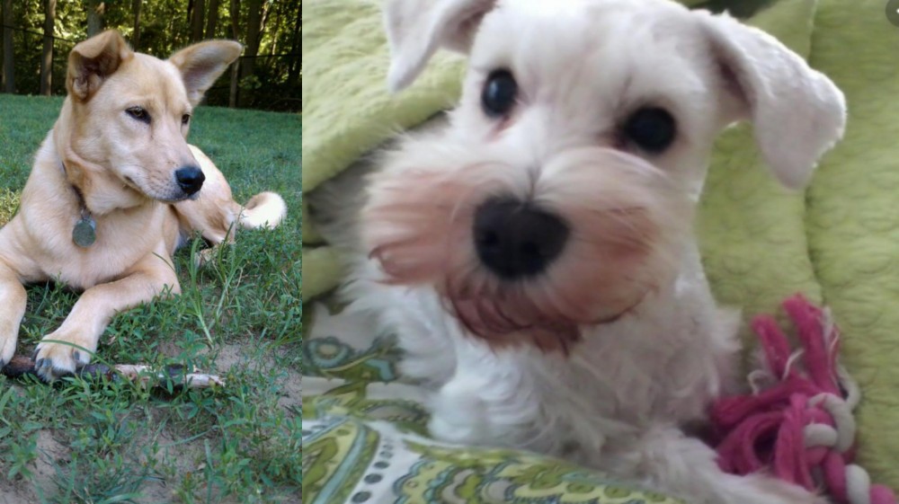 White Schnauzer vs Carolina Dog - Breed Comparison