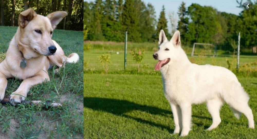 White Shepherd vs Carolina Dog - Breed Comparison