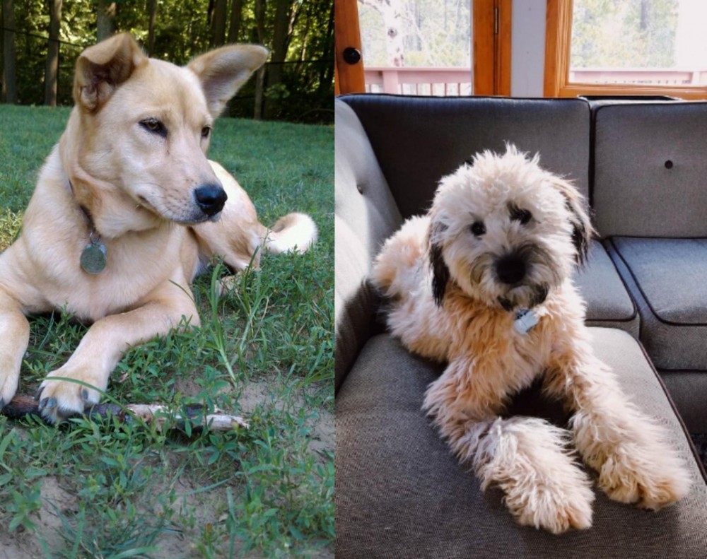 Whoodles vs Carolina Dog - Breed Comparison