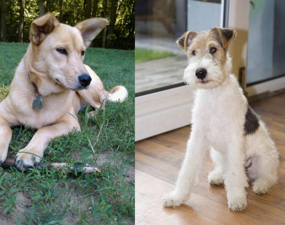 Wire Fox Terrier vs Carolina Dog - Breed Comparison