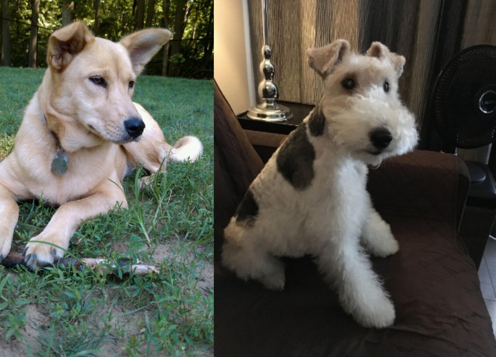 Wire Haired Fox Terrier vs Carolina Dog - Breed Comparison