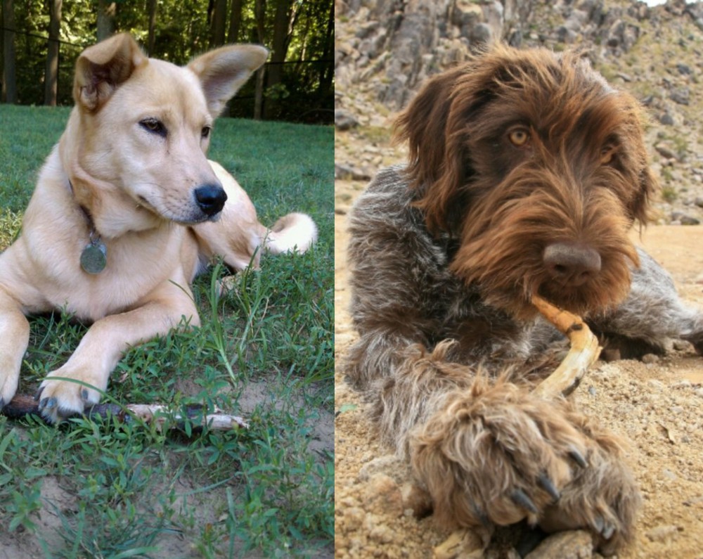 Wirehaired Pointing Griffon vs Carolina Dog - Breed Comparison