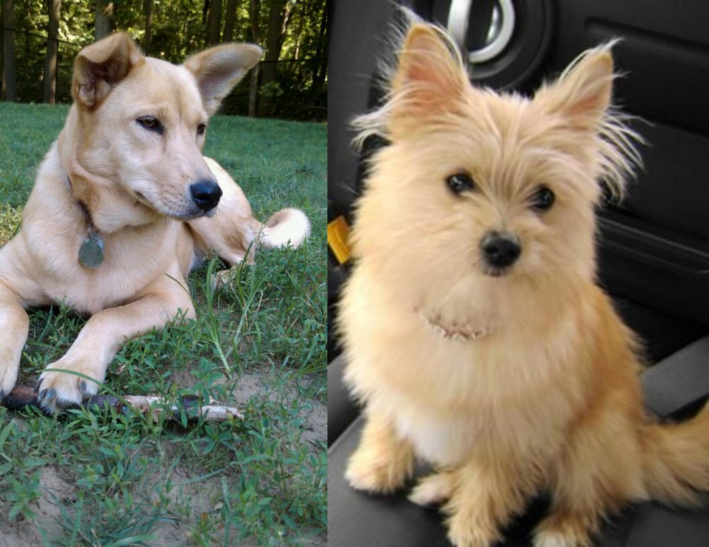 Yoranian vs Carolina Dog - Breed Comparison