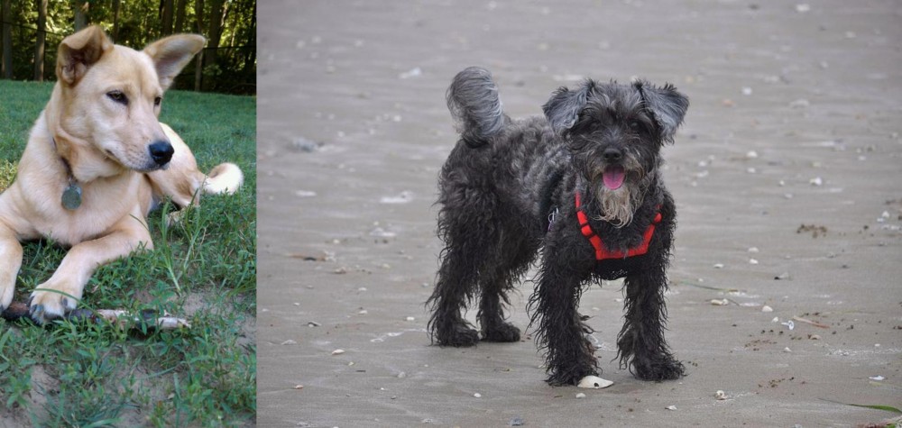 YorkiePoo vs Carolina Dog - Breed Comparison