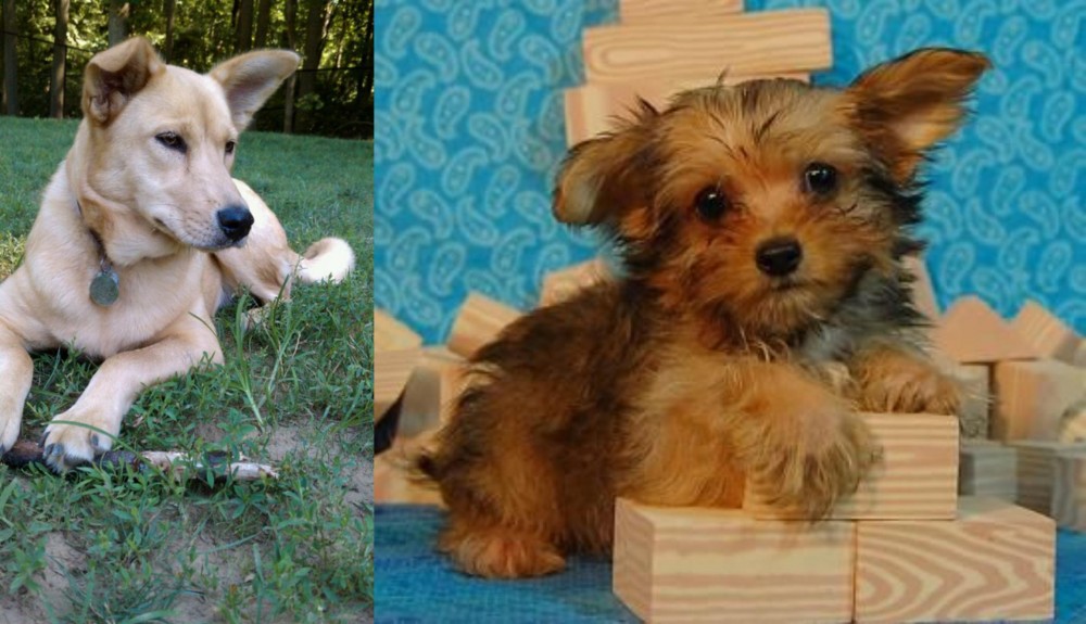 Yorkillon vs Carolina Dog - Breed Comparison
