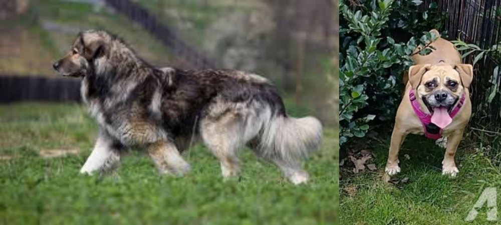 Beabull vs Carpatin - Breed Comparison