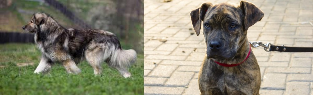 Catahoula Bulldog vs Carpatin - Breed Comparison