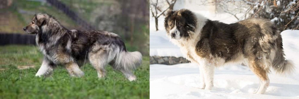 Caucasian Shepherd vs Carpatin - Breed Comparison