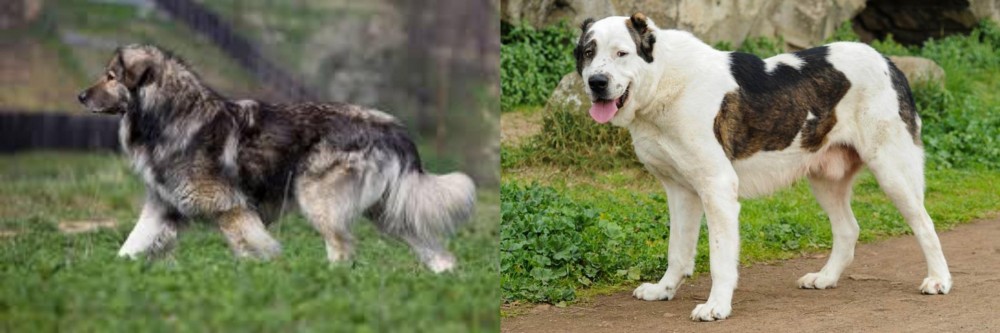 Central Asian Shepherd vs Carpatin - Breed Comparison