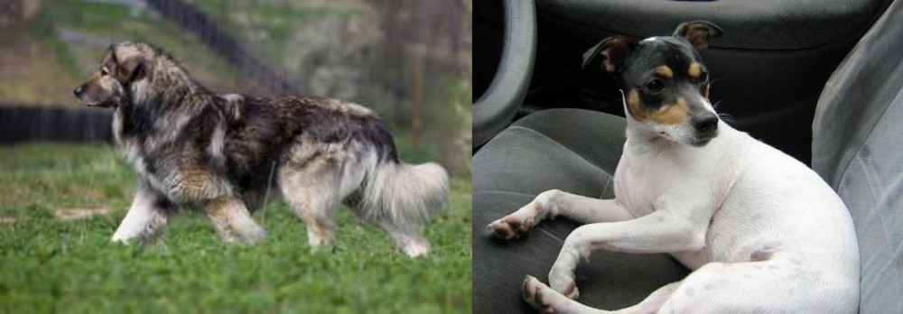 Chilean Fox Terrier vs Carpatin - Breed Comparison