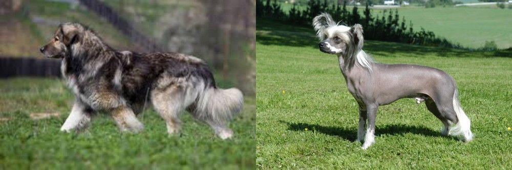Chinese Crested Dog vs Carpatin - Breed Comparison