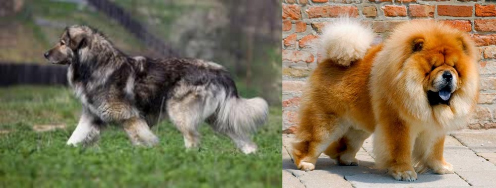 Chow Chow vs Carpatin - Breed Comparison