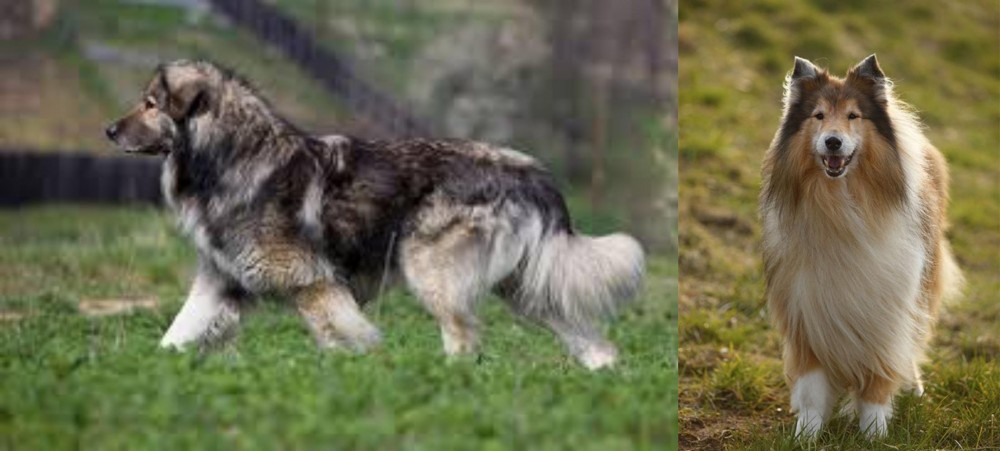 Collie vs Carpatin - Breed Comparison