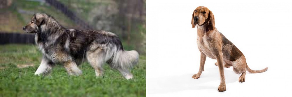 Coonhound vs Carpatin - Breed Comparison