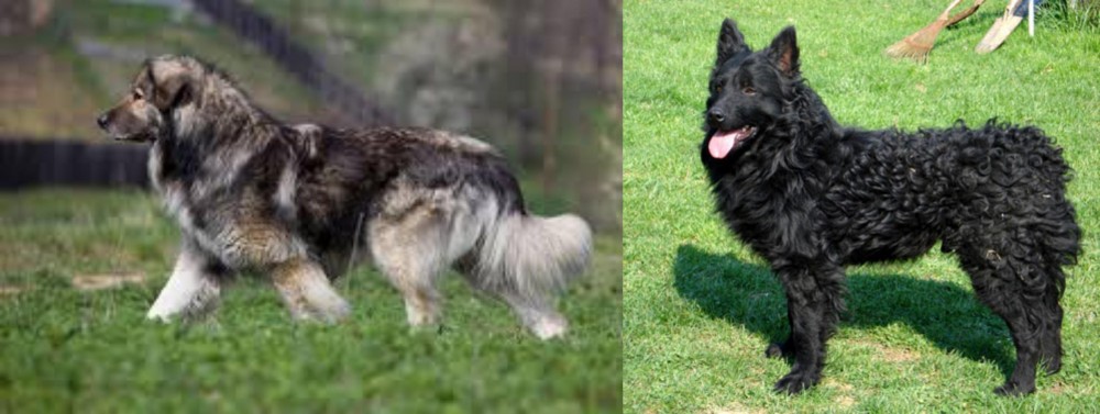 Croatian Sheepdog vs Carpatin - Breed Comparison
