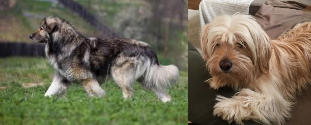 Cyprus Poodle vs Carpatin - Breed Comparison
