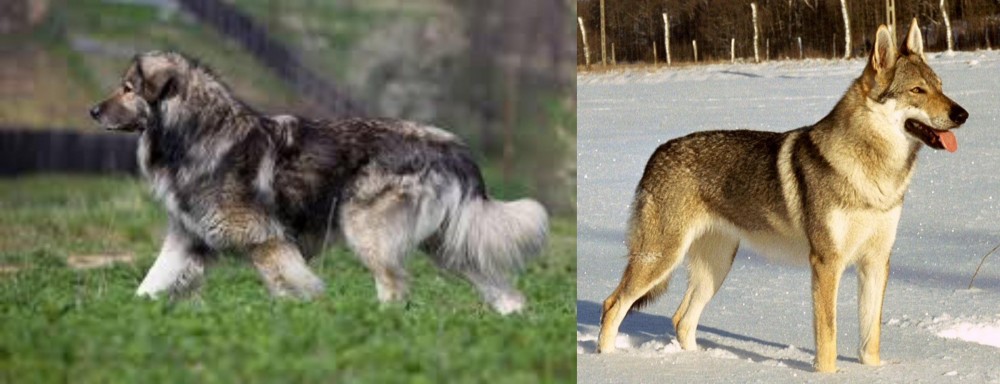 Czechoslovakian Wolfdog vs Carpatin - Breed Comparison